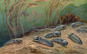 Cambrian trilobites