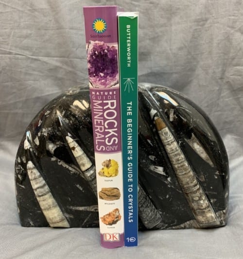 Fossil Bookends