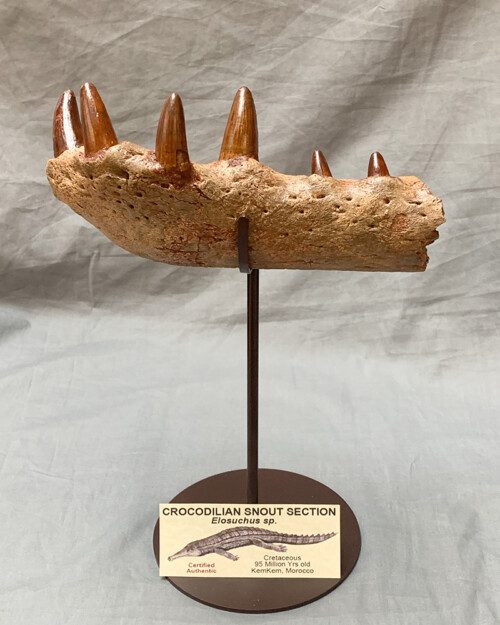 Elosuchus Crocodilian Fossil