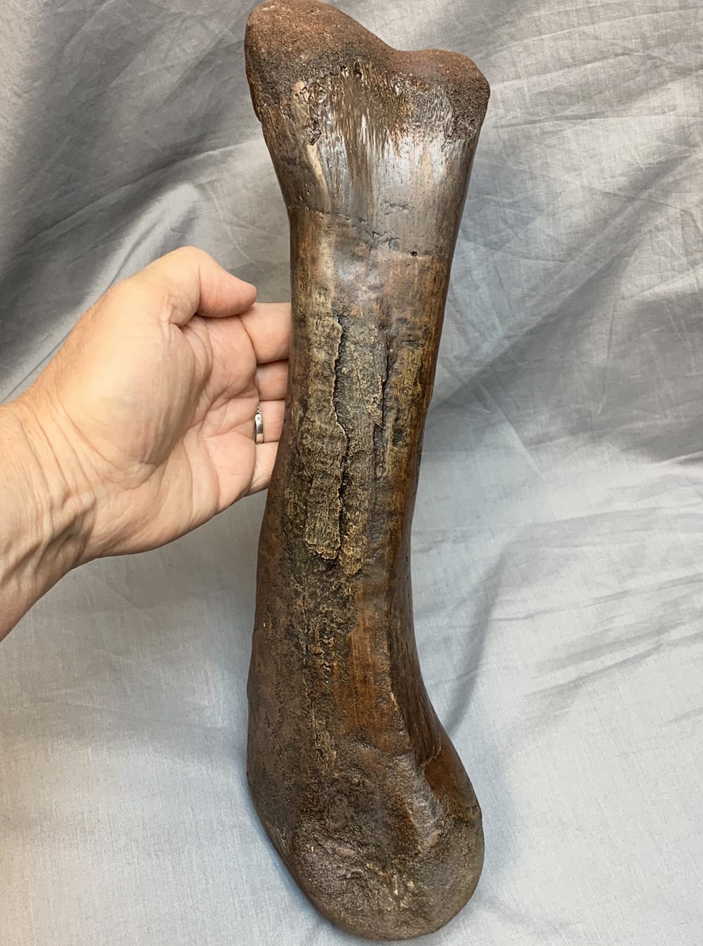dinosaur femur bone