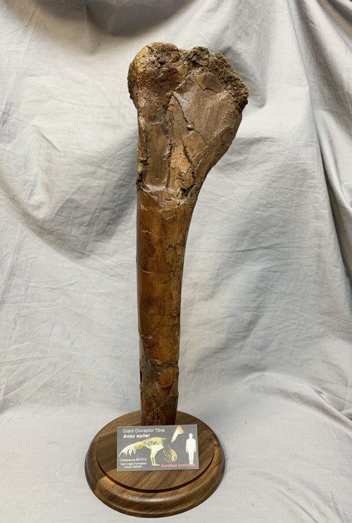 Authentic Anzu Dinosaur Leg Bone