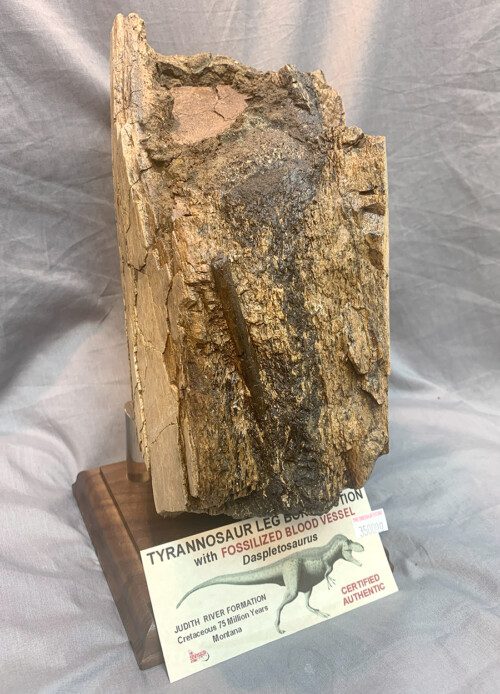 Daspletosaurus Tibia with fossilized blood vessel