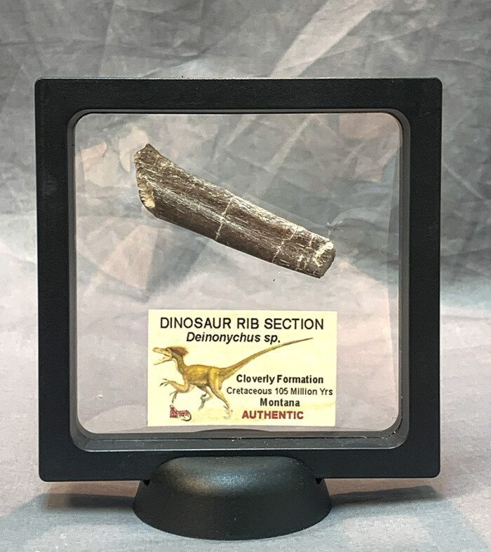Dinosaur Deinonychus Rib Section