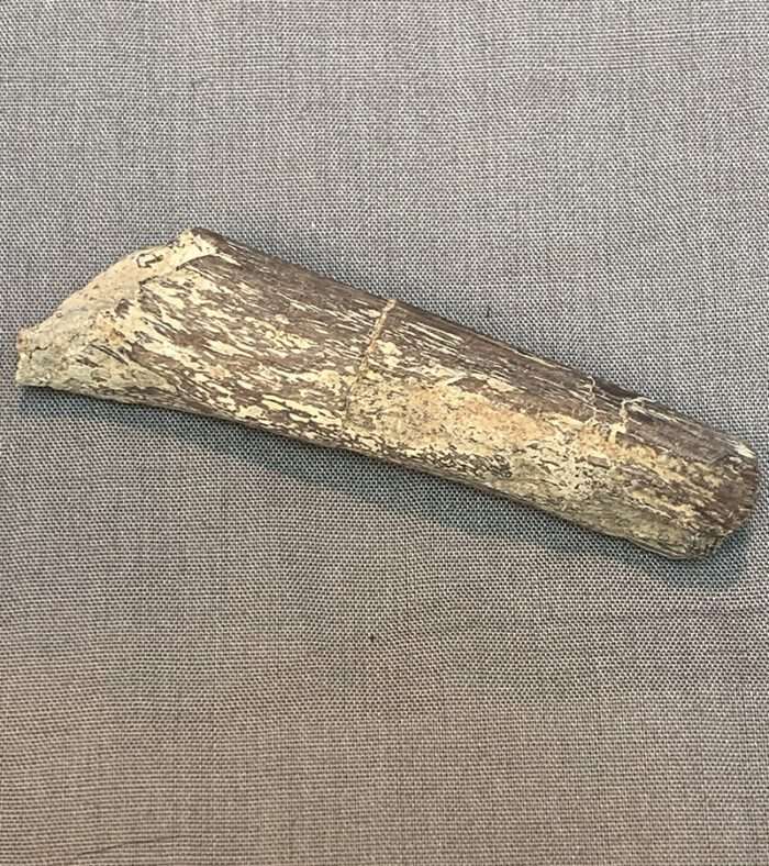 Dinosaur Deinonychus Rib Section - Image 2