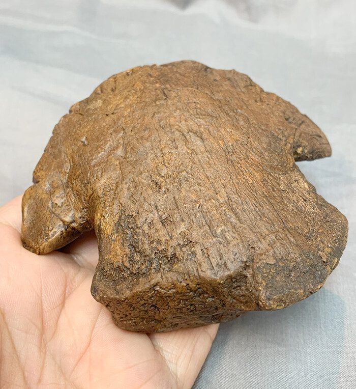 Authentic Fossil Dinosaur Ungual - Image 2