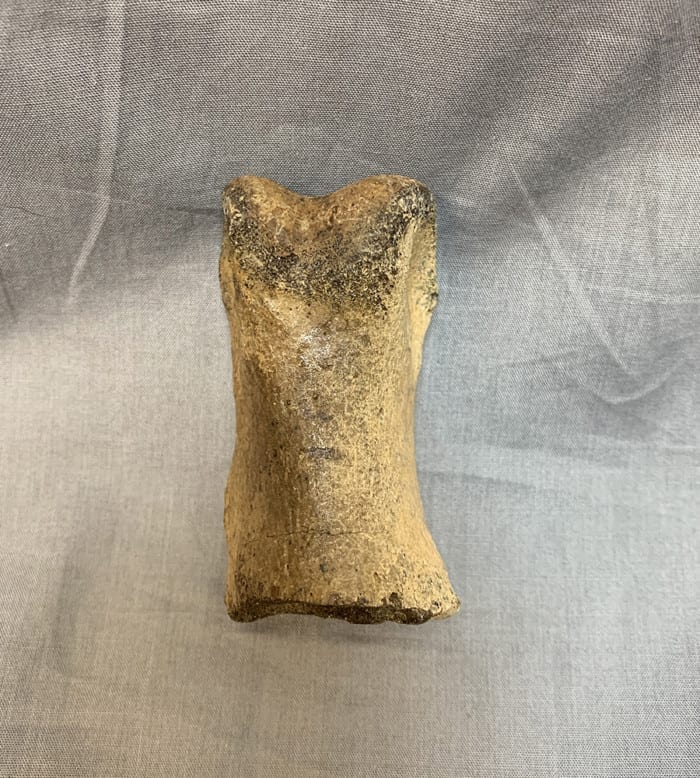Authentic Gorgosaurus Toe Bone