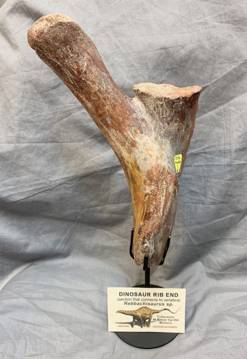 Rebbachisaurus Rib End