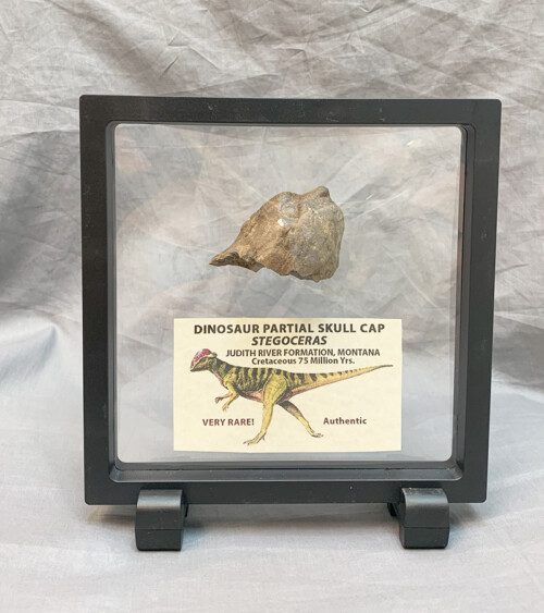 Authentic Dinosaur Skull Cap partial