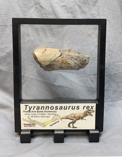 T.rex Humerus Bone Section