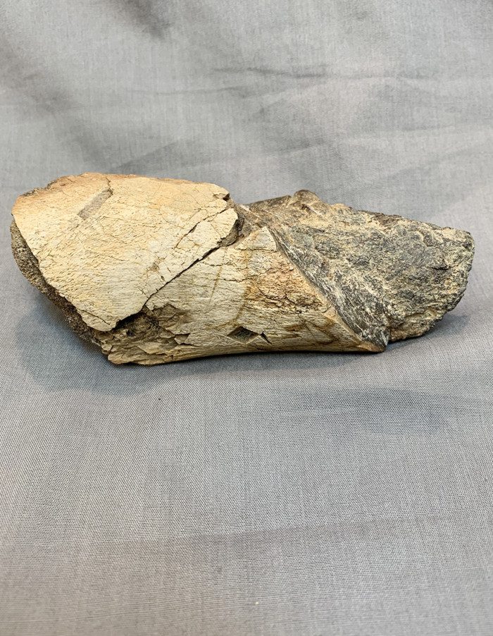 T.REX HUMERUS BONE SECTION - Image 3