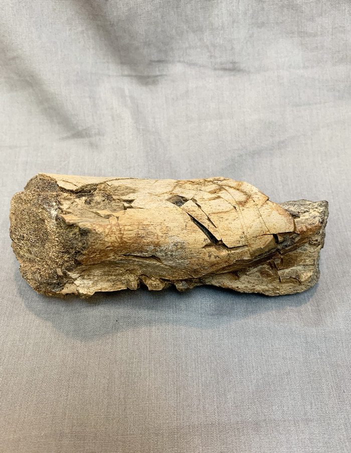 T.REX HUMERUS BONE SECTION - Image 2