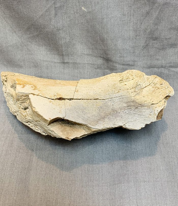 T.REX ULNA BONE SECTION - Image 3
