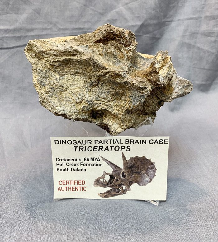 Authentic Triceratops Partial Braincase