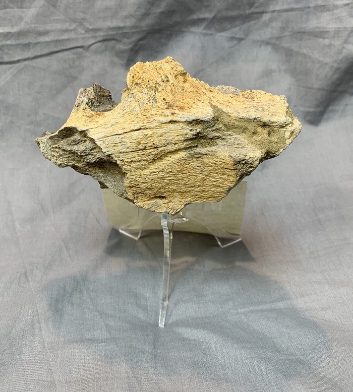 Authentic Triceratops Partial Braincase - Image 4