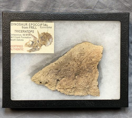 Triceratops Epoccipital Bone