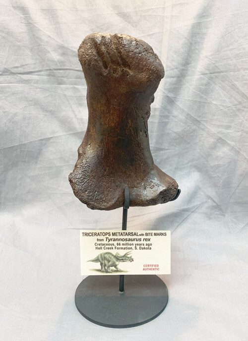 A Triceratops bone that has bite and gnaw marks from a T.rex