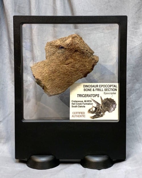 Triceratops Frill Section