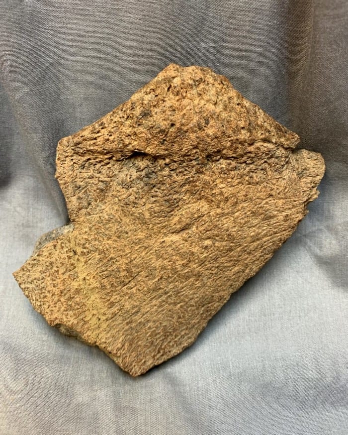 Authentic Triceratops Frill Bone - Image 3
