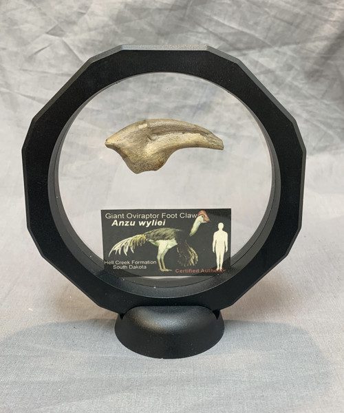 Giant Oviraptor Foot Claw