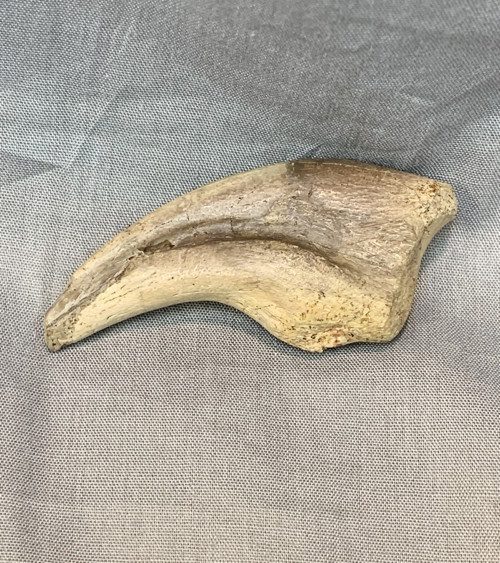Dinosaur claw on sale for sale