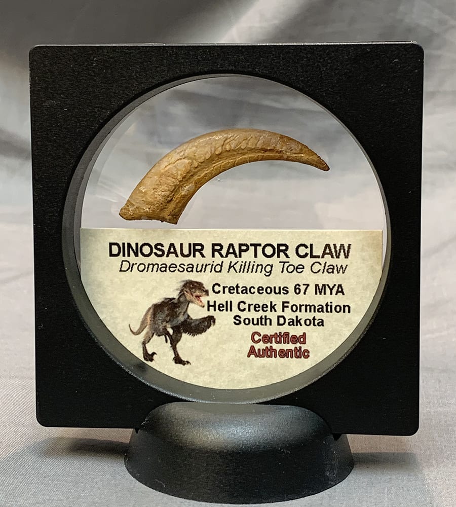 Real dinosaur claw for sale deals