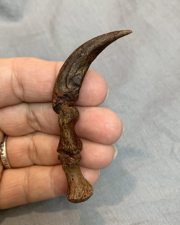 dinosaur with claw on foot