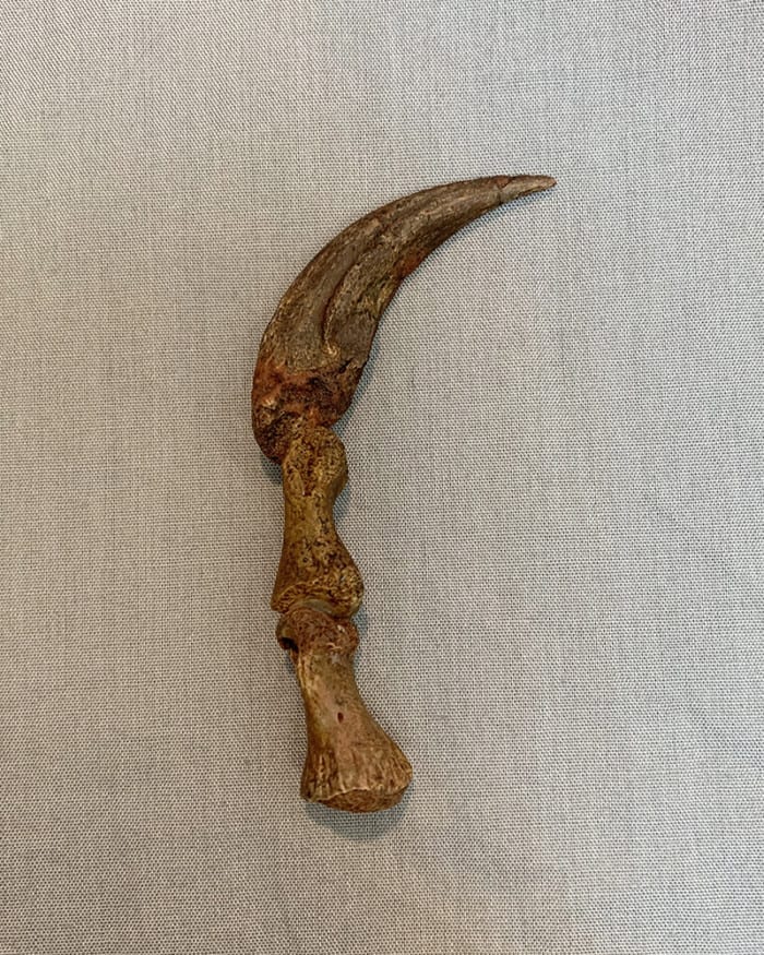 RUGOPS CLAW & DIGITS - Image 4