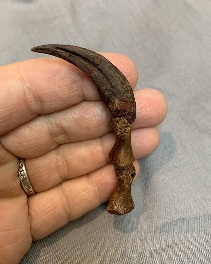 RUGOPS CLAW & DIGITS - Image 3