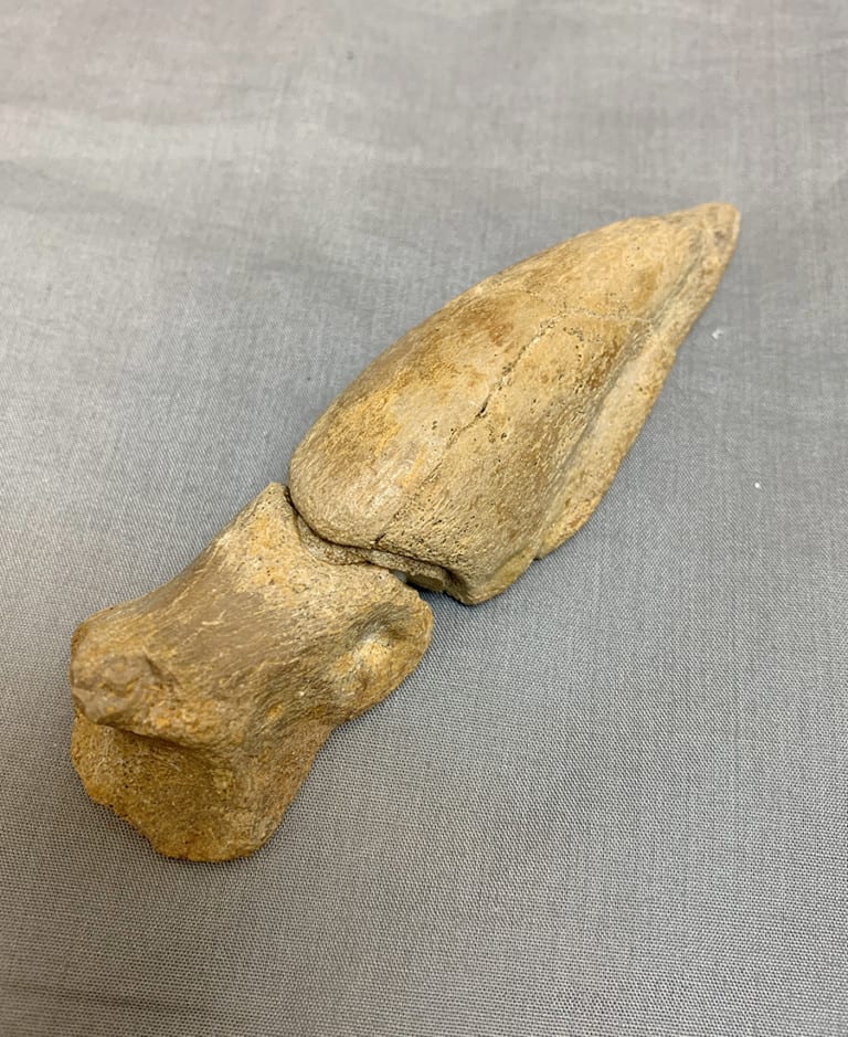 spinosaurus feet