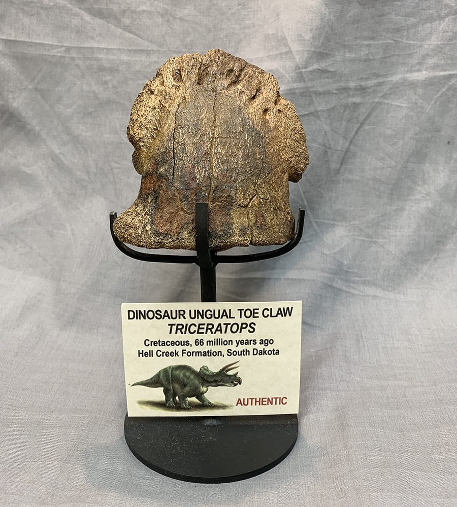 dinosaur with giant claws