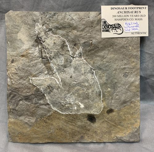 Anchisaurus Dinosaur Print