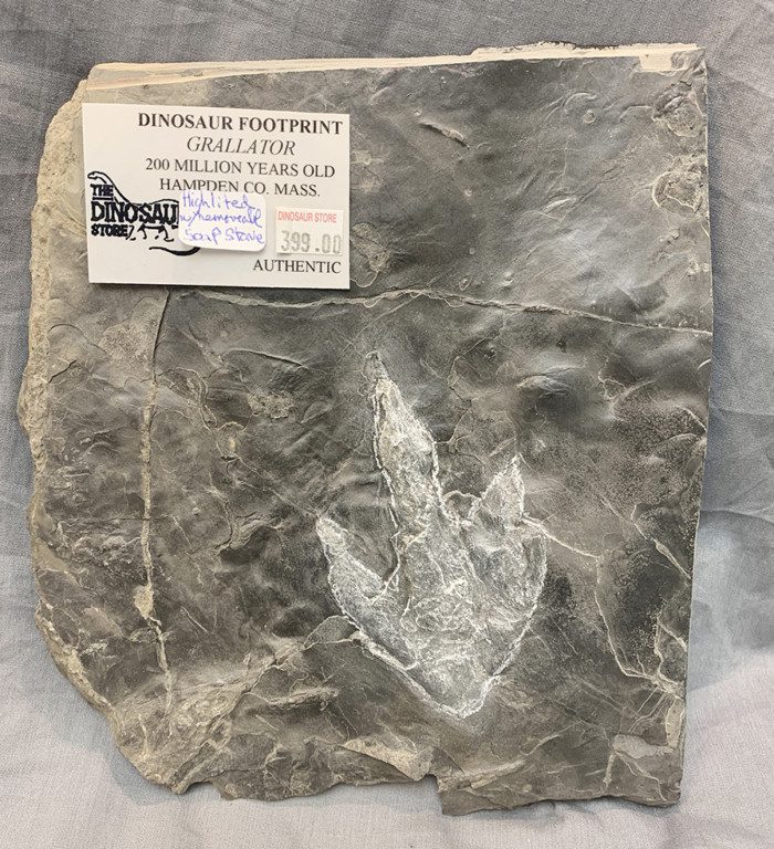 Grallator-type Dinosaur Footprint