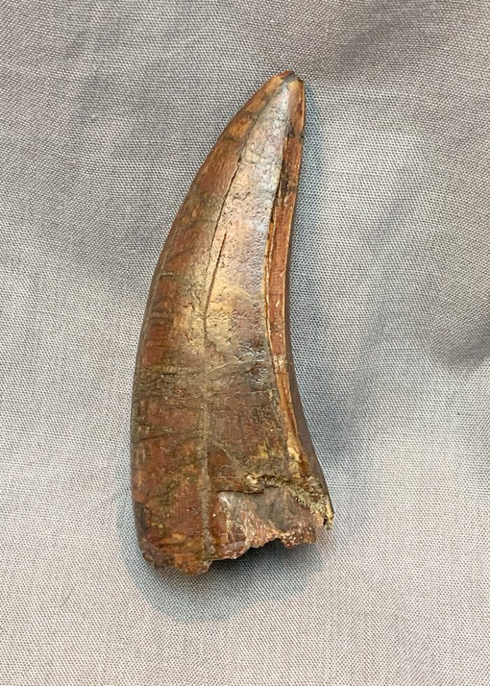 Authentic Afrovenator Tooth #1 - Image 5