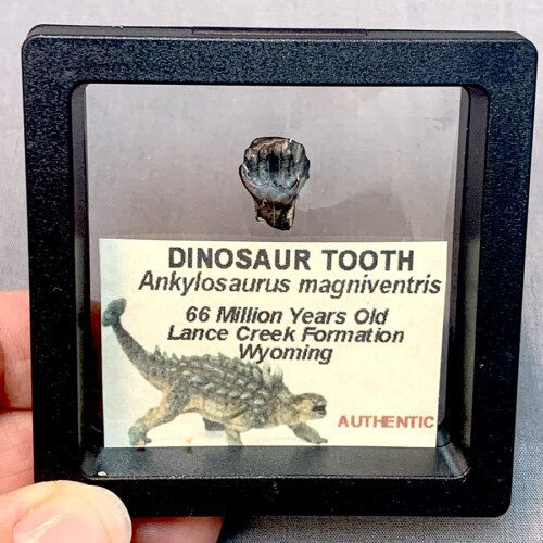 Ankylosaurus Dinosaur Tooth