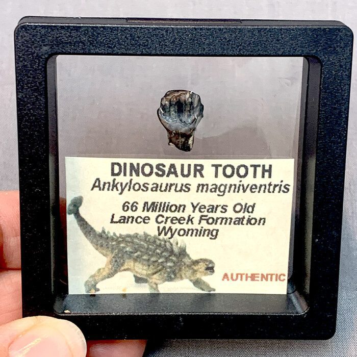 Ankylosaurus Dinosaur Tooth