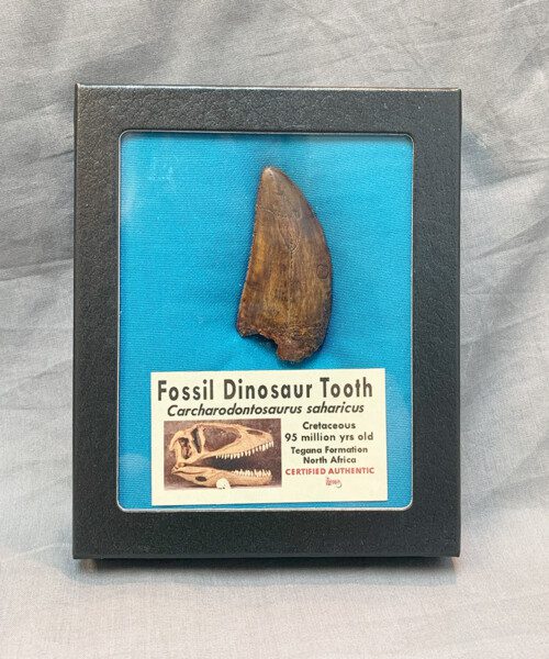 Authentic Dinosaur Carcharodontosaurus Tooth