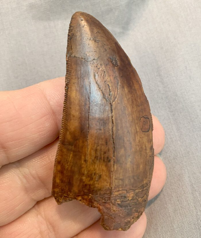 Authentic Carcharodontosaurus Tooth #44 - Image 3