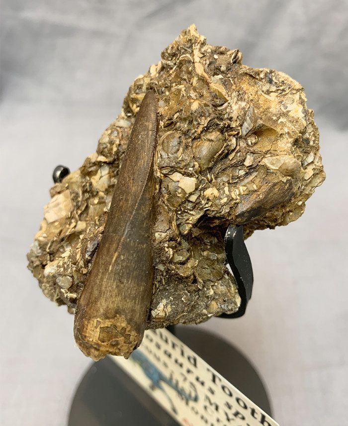 Authentic Daspletosaurus Tooth in Matrix - Image 4