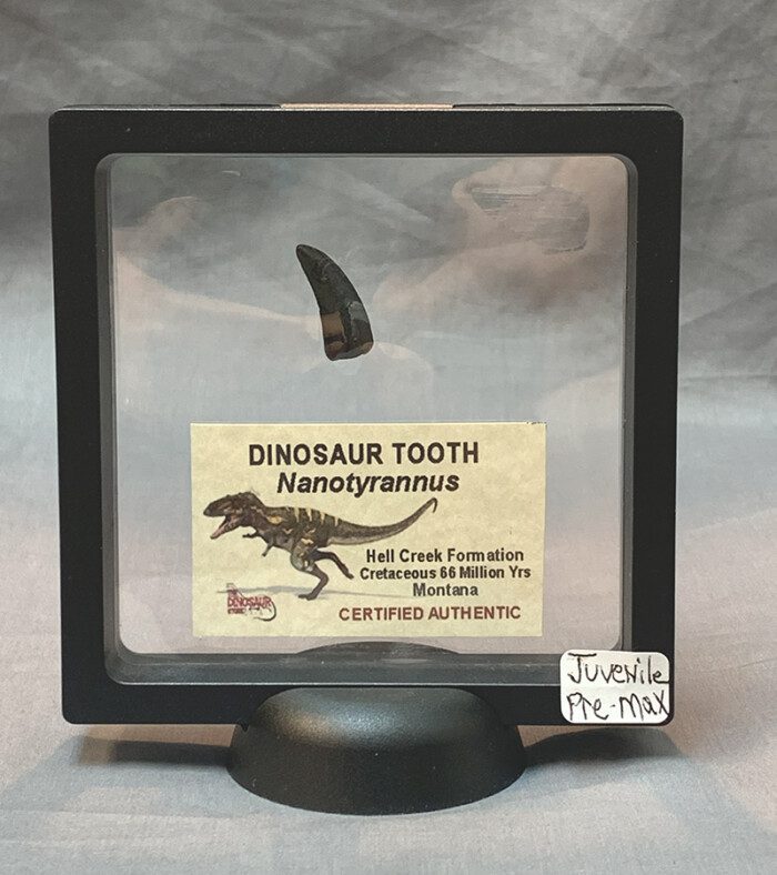 Authentic Nanotyrannus Tooth #2 - Image 4