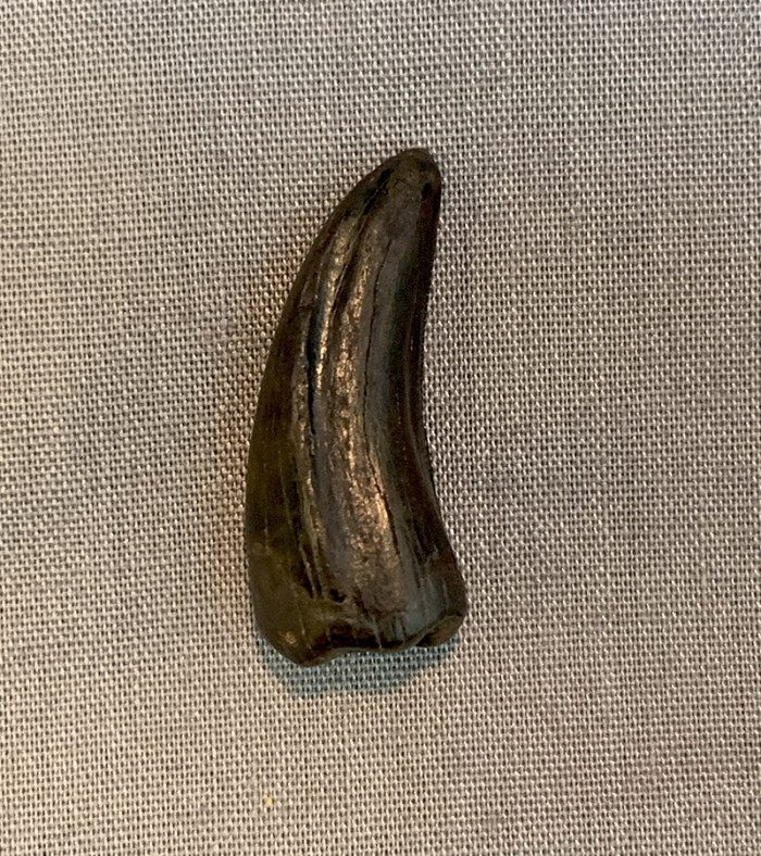 Authentic Nanotyrannus Tooth #2 - Image 2