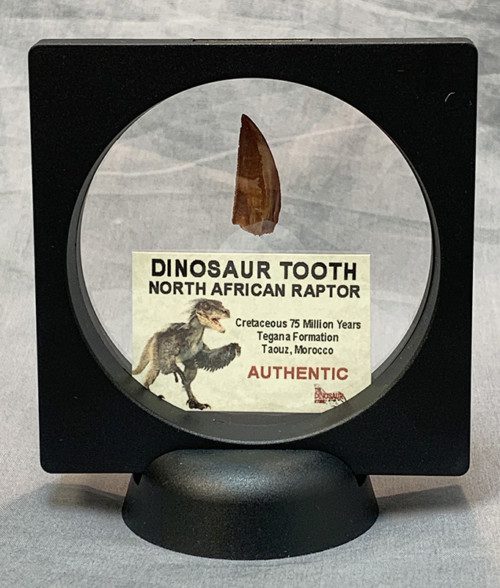 Authentic Raptor Tooth
