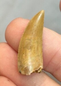 RaptorTooth230Front