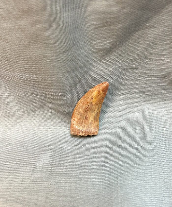 RUGOPS TOOTH 102 - Image 3