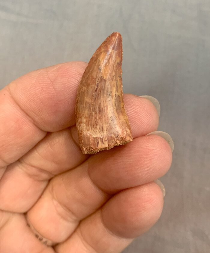 RUGOPS TOOTH 102 - Image 2
