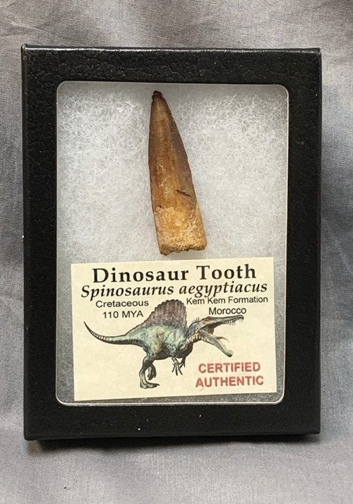 Authentic Spinosaurus Tooth