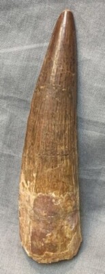 Spinosaurus-Tooth0801-front1 Spinosaurus tooth - Carnivore