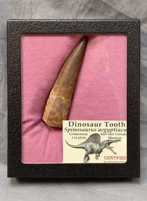 Authentic Spinosaurus tooth