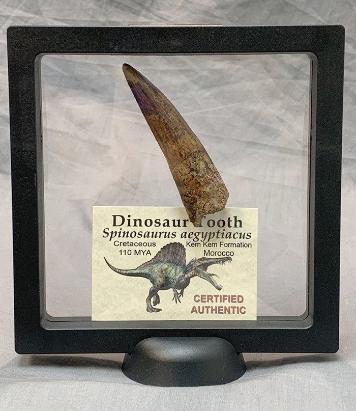 Authentic Spinosaurus Dinosaur Tooth