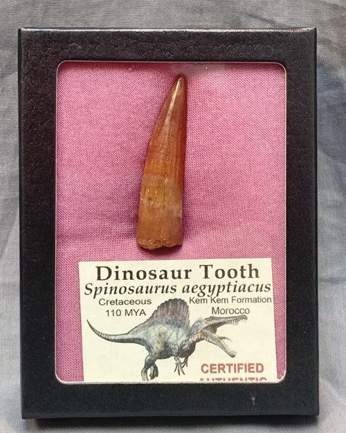 Authentic Spinosaurus Tooth