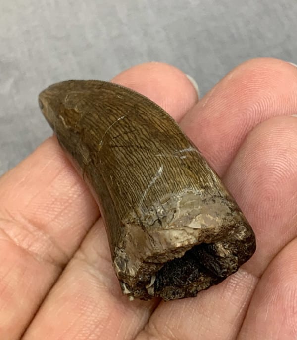 t rex tooth